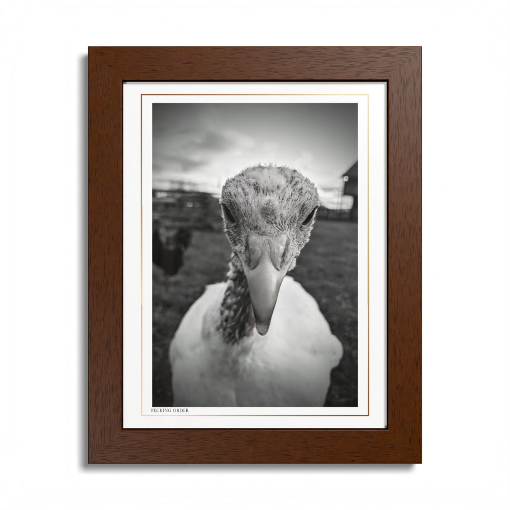 Acqua Carta Original 'Pecking Order' Framed Art, Farm Decor for Animal Lovers, Home Art