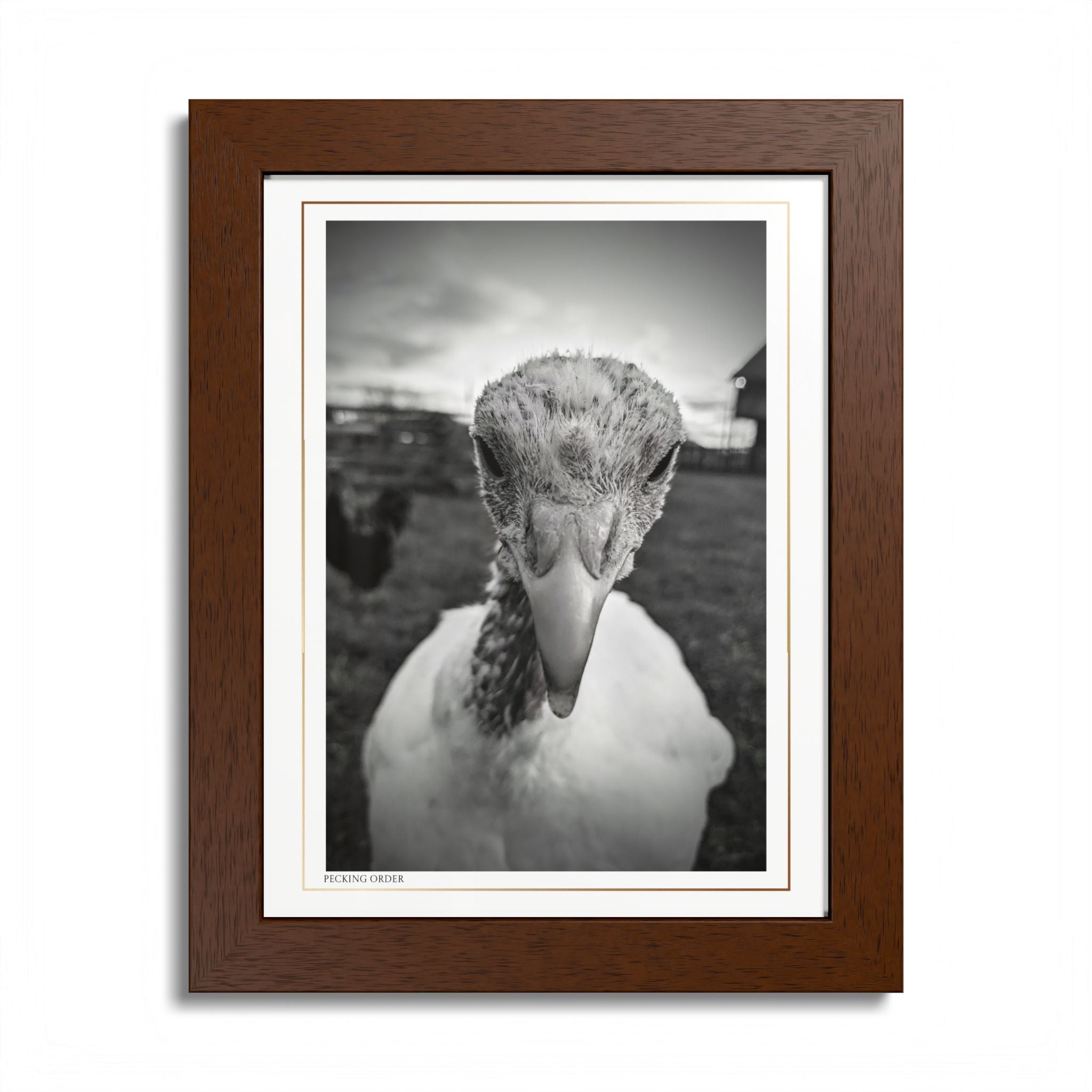 Acqua Carta Original 'Pecking Order' Framed Art, Farm Decor for Animal Lovers, Home Art