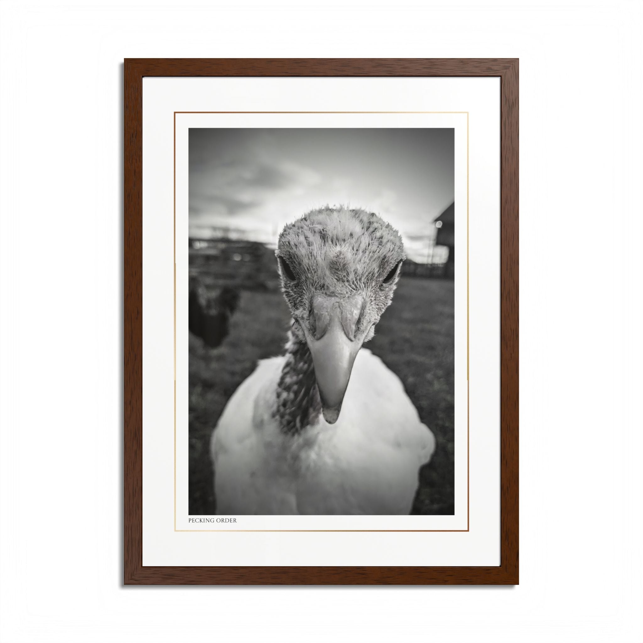 Acqua Carta Original 'Pecking Order' Framed Art, Farm Decor for Animal Lovers, Home Art