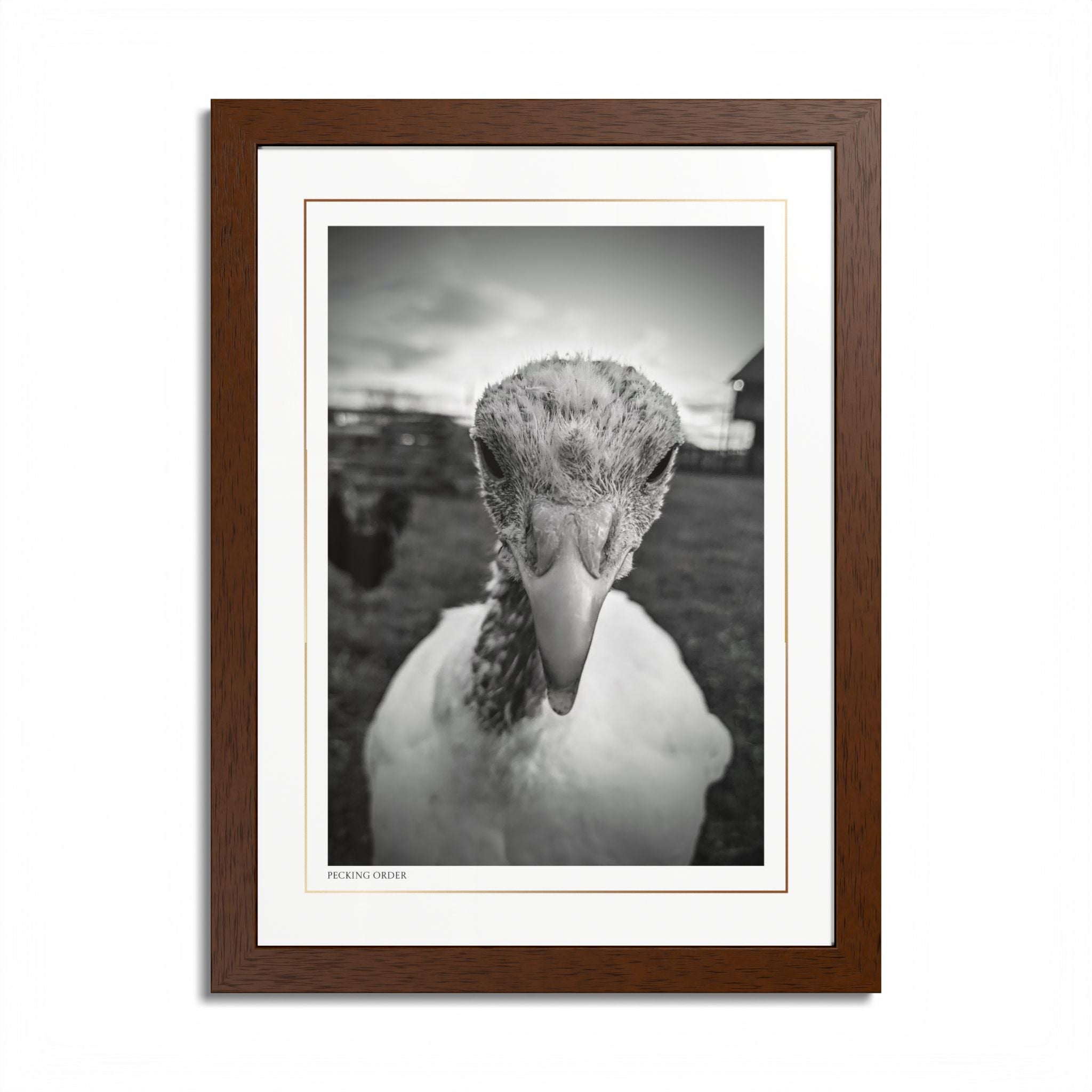 Acqua Carta Original 'Pecking Order' Framed Art, Farm Decor for Animal Lovers, Home Art