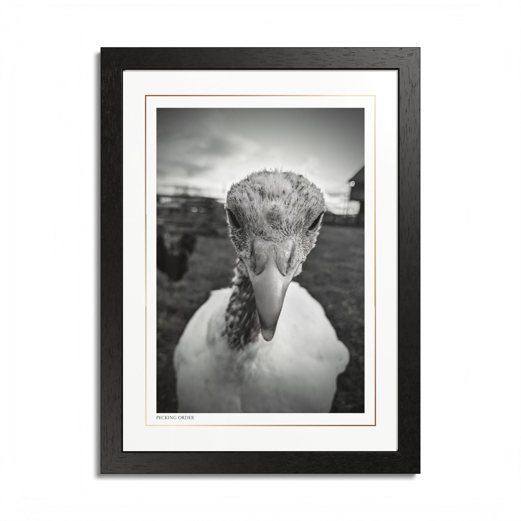 Acqua Carta Original 'Pecking Order' Framed Art, Farm Decor for Animal Lovers, Home Art