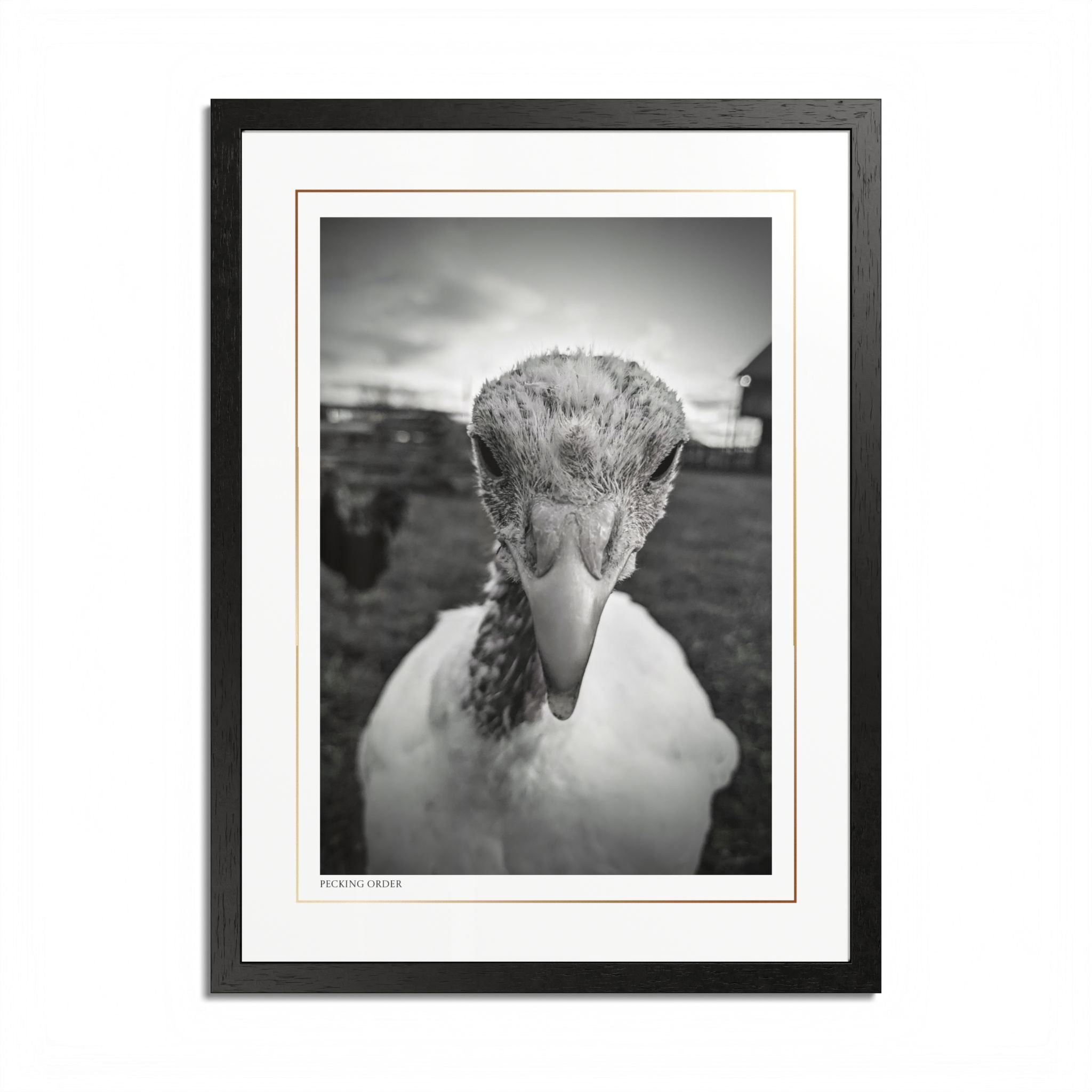 Acqua Carta Original 'Pecking Order' Framed Art, Farm Decor for Animal Lovers, Home Art